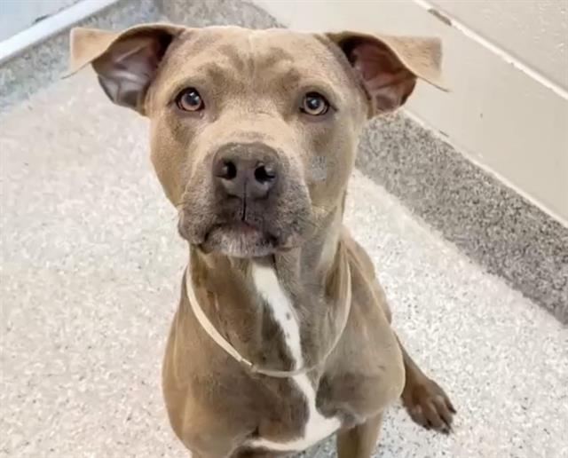 Pit Bull