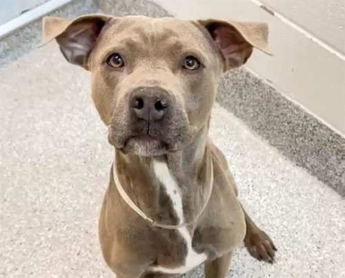 STERLING, an adoptable Weimaraner in Houston, TX