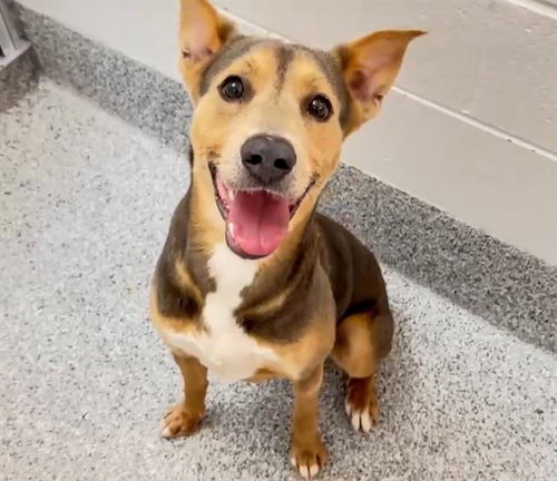 picture of the dog needing adoption