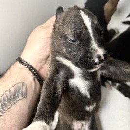 Pit Bull
