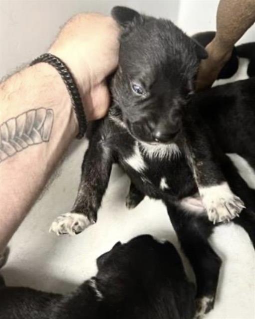 Pit Bull