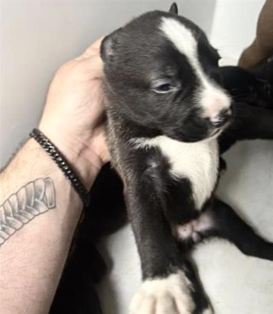 Pit Bull