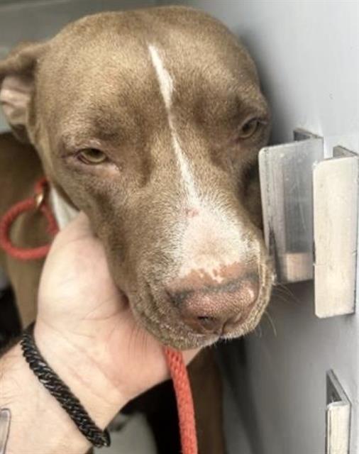 Pit Bull