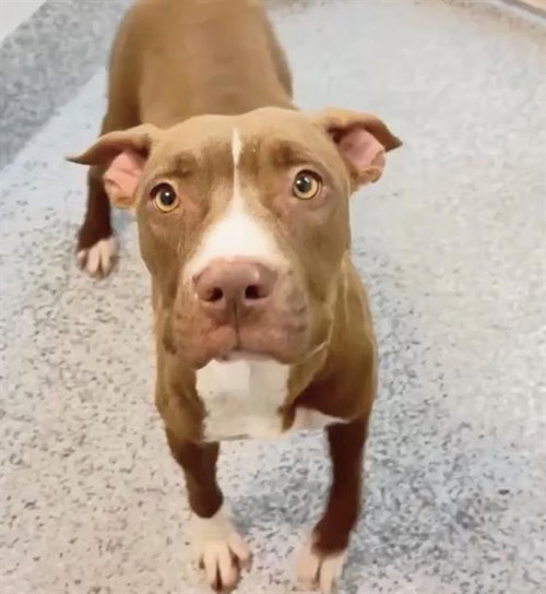 HOPE, an adoptable Pit Bull Terrier in Houston, TX