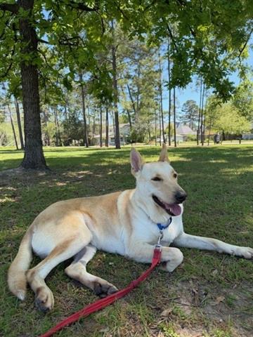 picture of the dog needing adoption