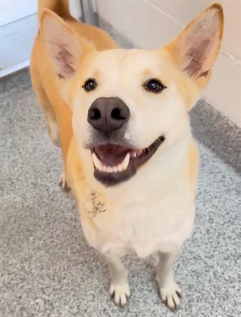 Carolina Dog