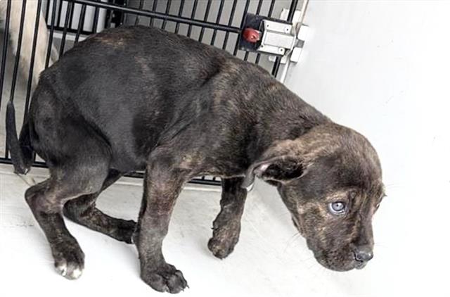 Pit Bull