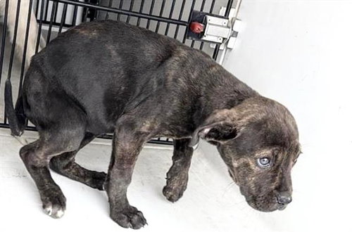 picture of the dog needing adoption
