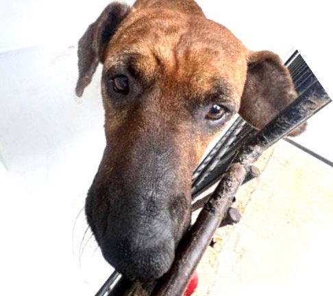 A651047, an adoptable Plott Hound in Houston, TX