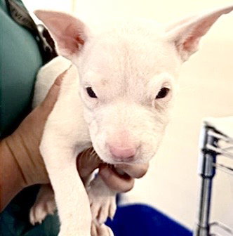 picture of the dog needing adoption