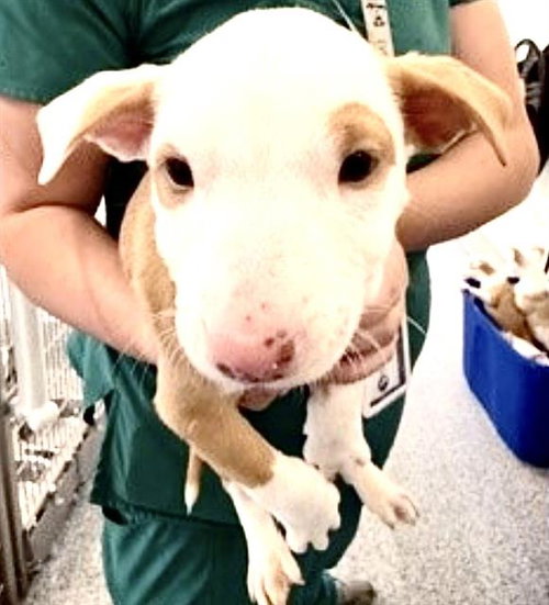 picture of the dog needing adoption