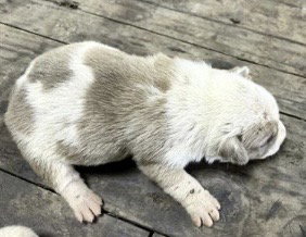 Pit Bull