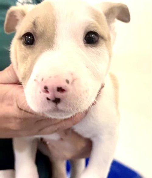 picture of the dog needing adoption