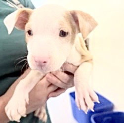 picture of the dog needing adoption