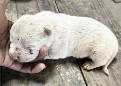 Pit Bull