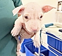 picture of the dog needing adoption