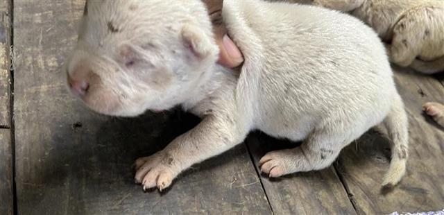 Pit Bull
