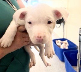 picture of the dog needing adoption