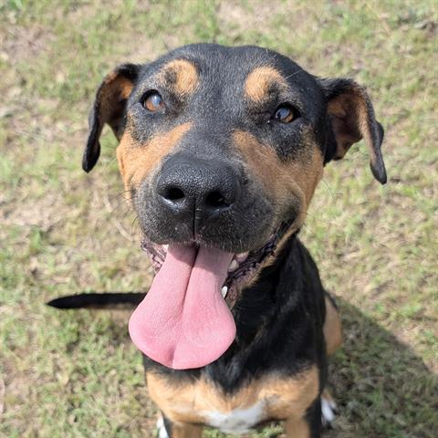 Rottweiler