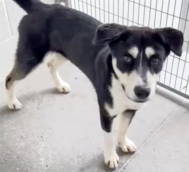 Siberian Husky