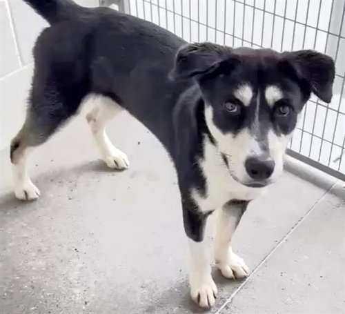 picture of the dog needing adoption