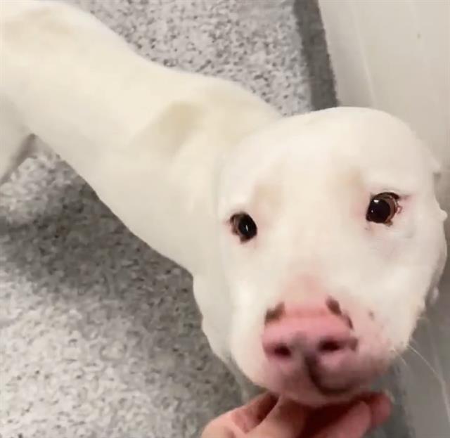 Pit Bull
