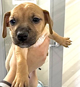 picture of the dog needing adoption