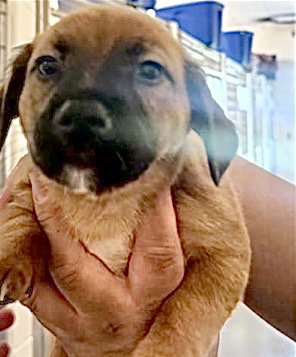 COREY, an adoptable Plott Hound in Houston, TX