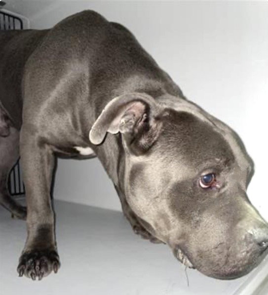 Pit Bull