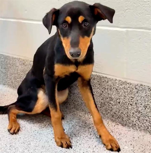 picture of the dog needing adoption