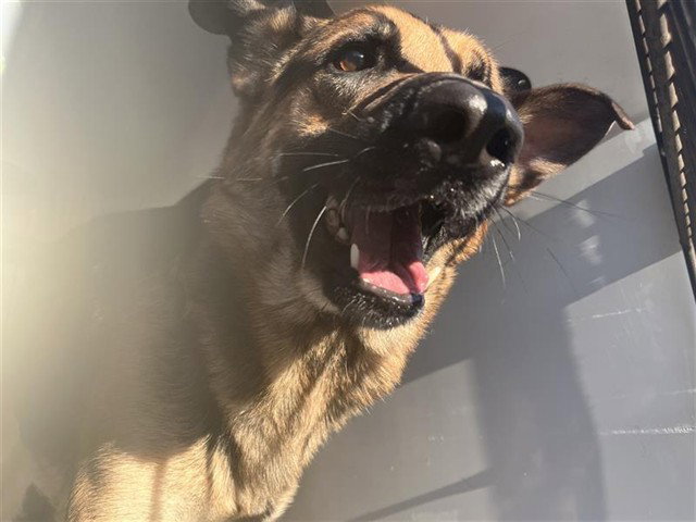 German Shepherd