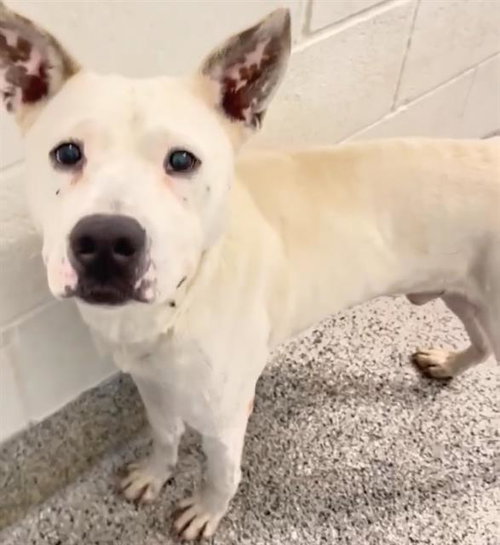picture of the dog needing adoption