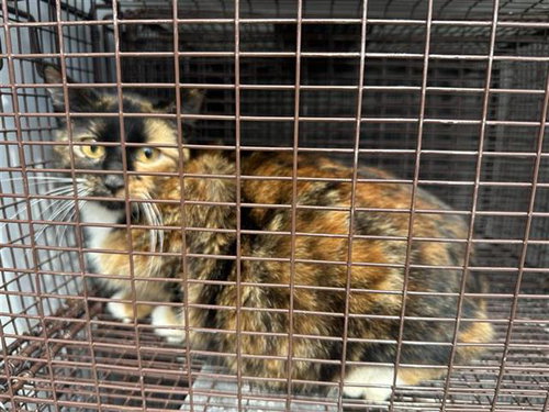 A651570, Adult Domestic Short Hair (short coat), cat for adoption in Friendswood, Texas