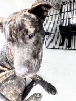 Pit Bull
