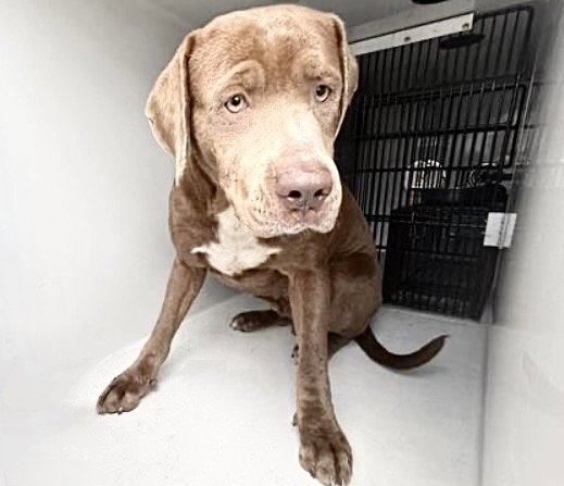 Pit Bull