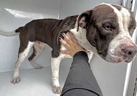 Pit Bull