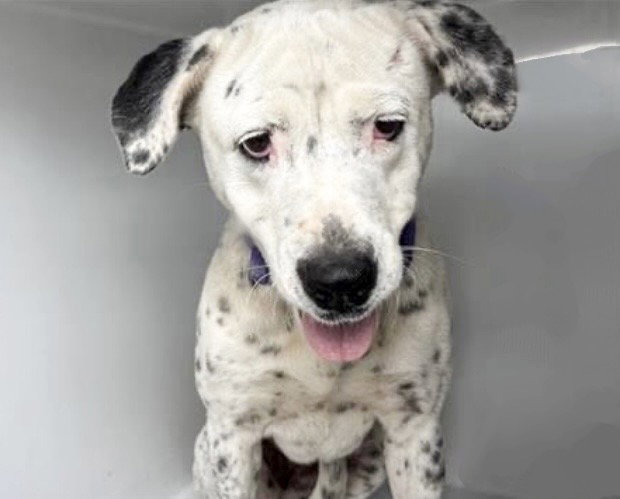 Dalmatian