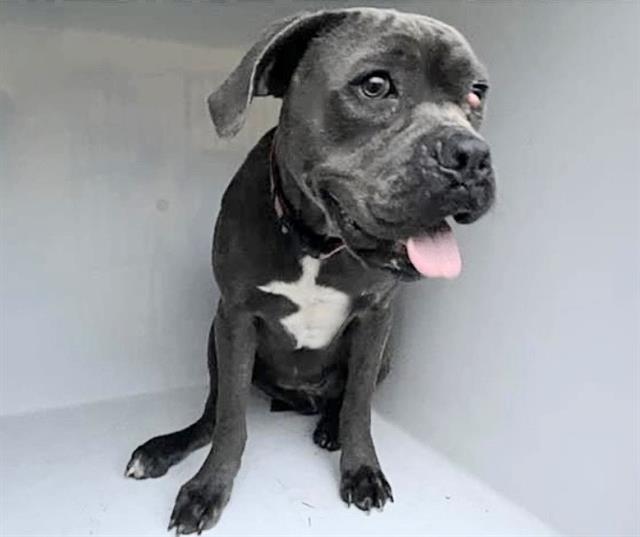 Pit Bull