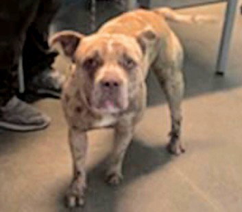 Bulldog