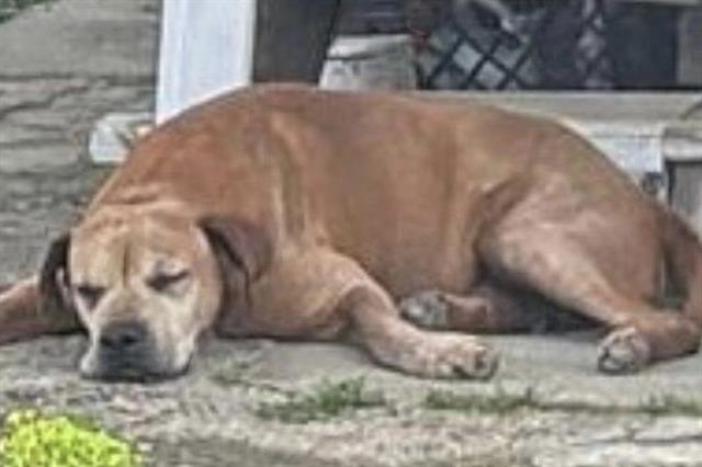 Rhodesian Ridgeback
