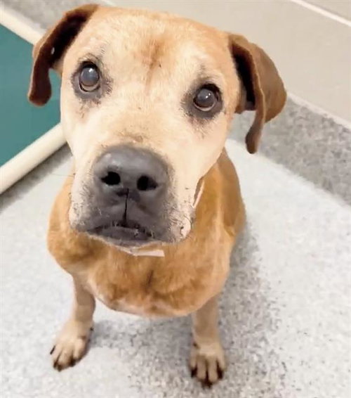 CHESTER, an adoptable Rhodesian Ridgeback in Houston, TX