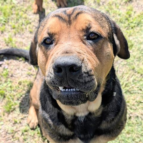 KRONOS, an adoptable Rottweiler in Houston, TX