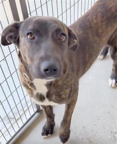 SHANIA, an adoptable Belgian Shepherd Malinois in Houston, TX