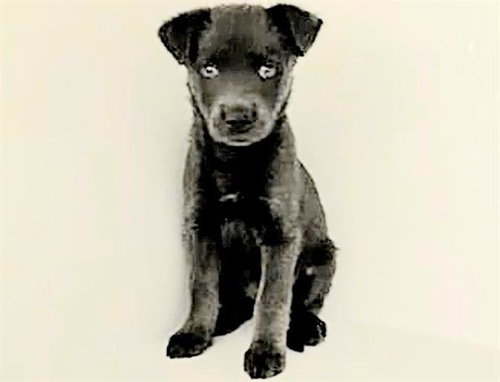 picture of the dog needing adoption