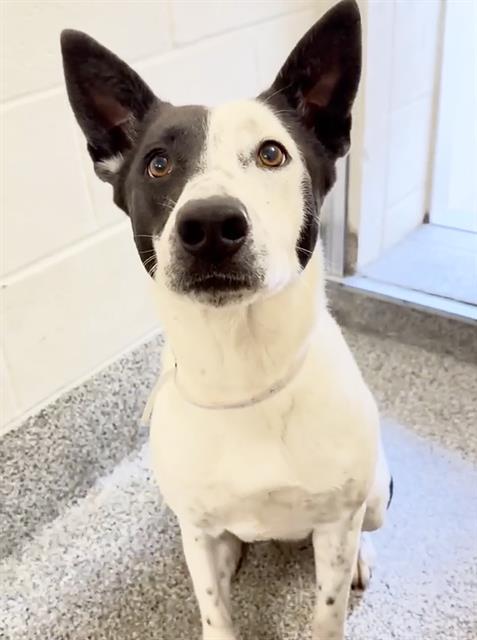 A652375, an adoptable Australian Cattle Dog in Houston, TX