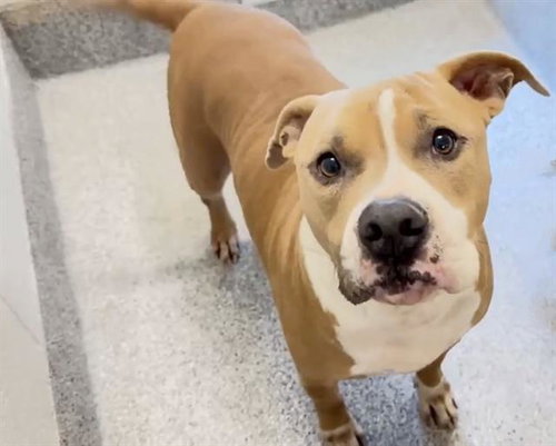 MEATBALL, an adoptable Pit Bull Terrier in Houston, TX