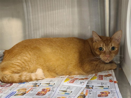 picture of the cat needing adoption