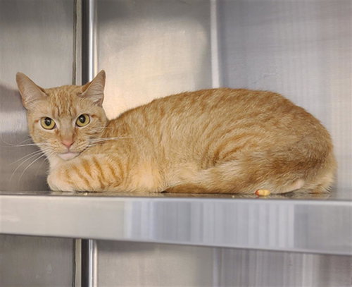 picture of the cat needing adoption