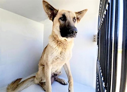 A652500, an adoptable German Shepherd Dog in Houston, TX