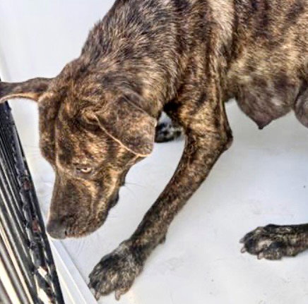 picture of the dog needing adoption